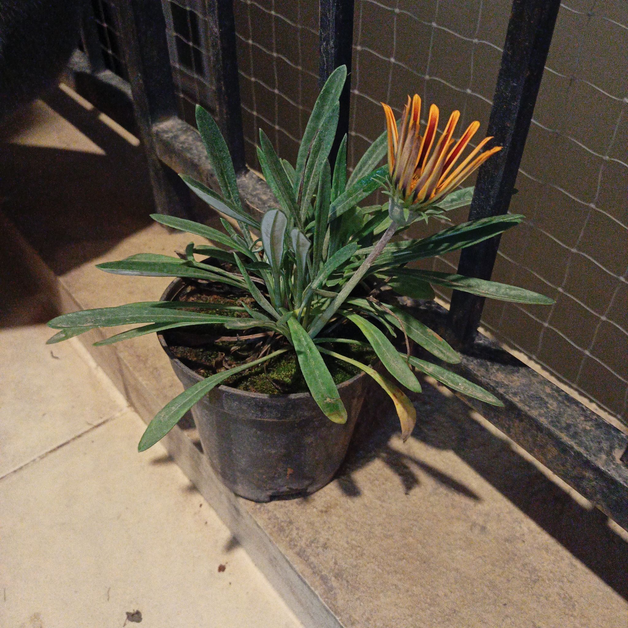 Potted Treasureflower with long leaves and a single yellow-orange flower.