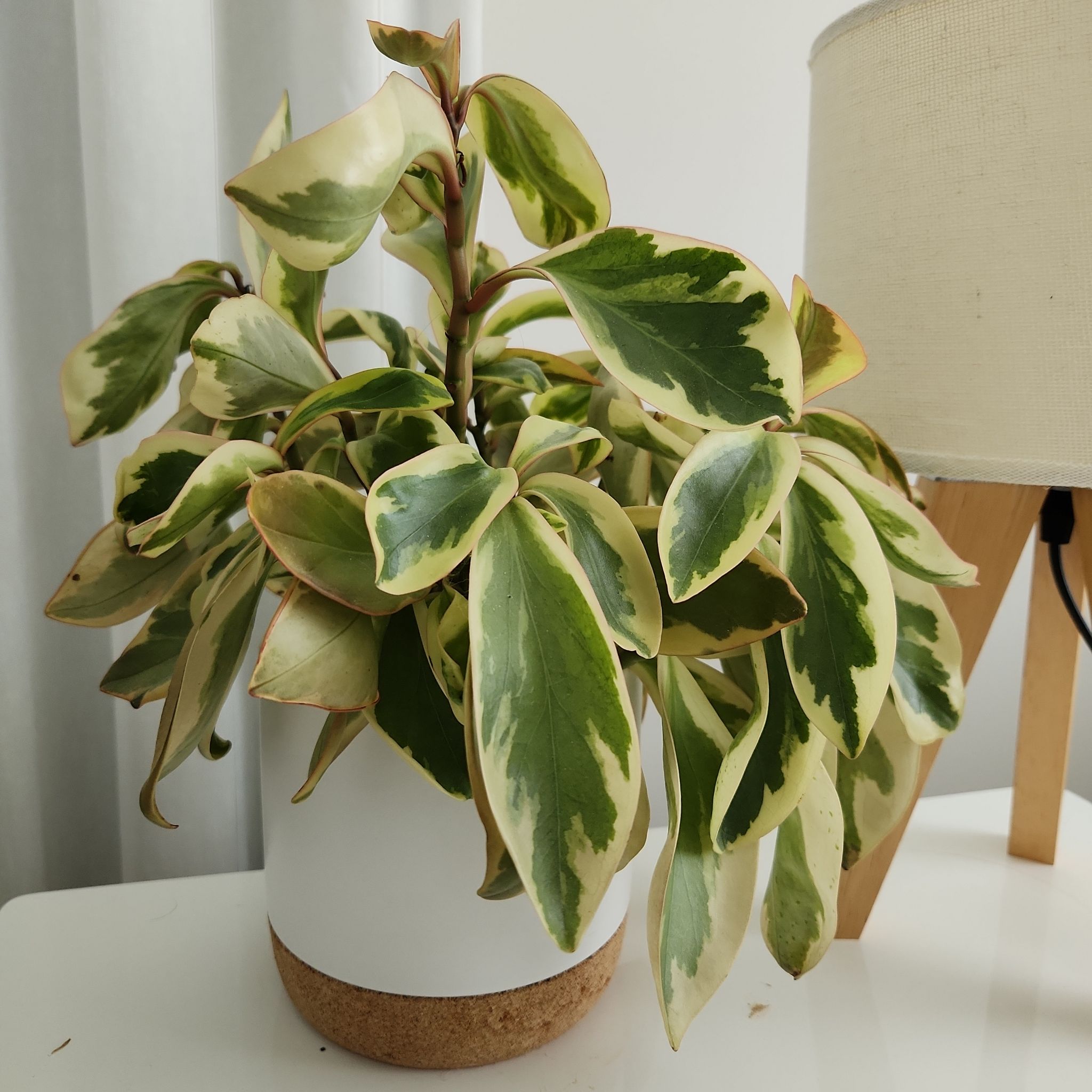 Photo of the plant species Jelly Plant by @VmixD named Sol on Greg, the plant care app