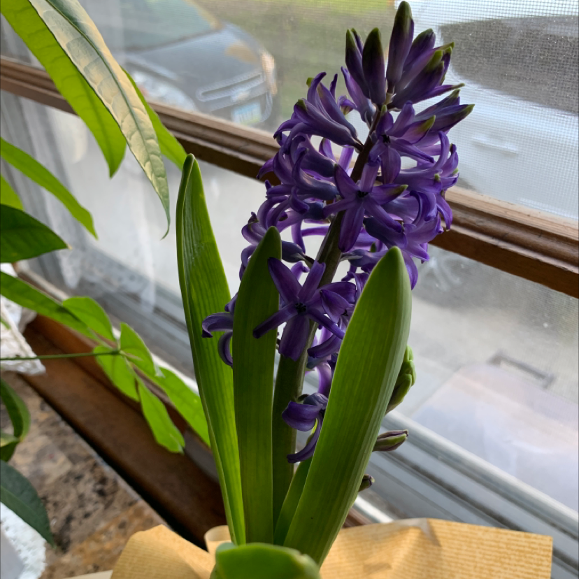 Garden Hyacinth with vibrant purple flowers, healthy leaves, and a window in the background.