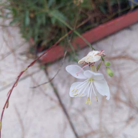 Photo of the plant species Lindheimer's Beeblossom by Undisputedalbo named Oasis on Greg, the plant care app