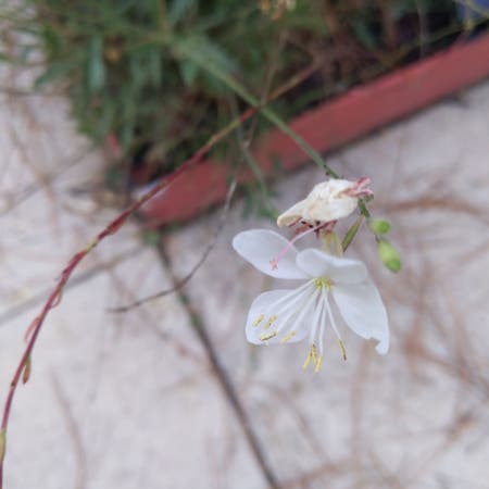 Photo of the plant species Oenothera Lindheimeri by Undisputedalbo named Oasis on Greg, the plant care app