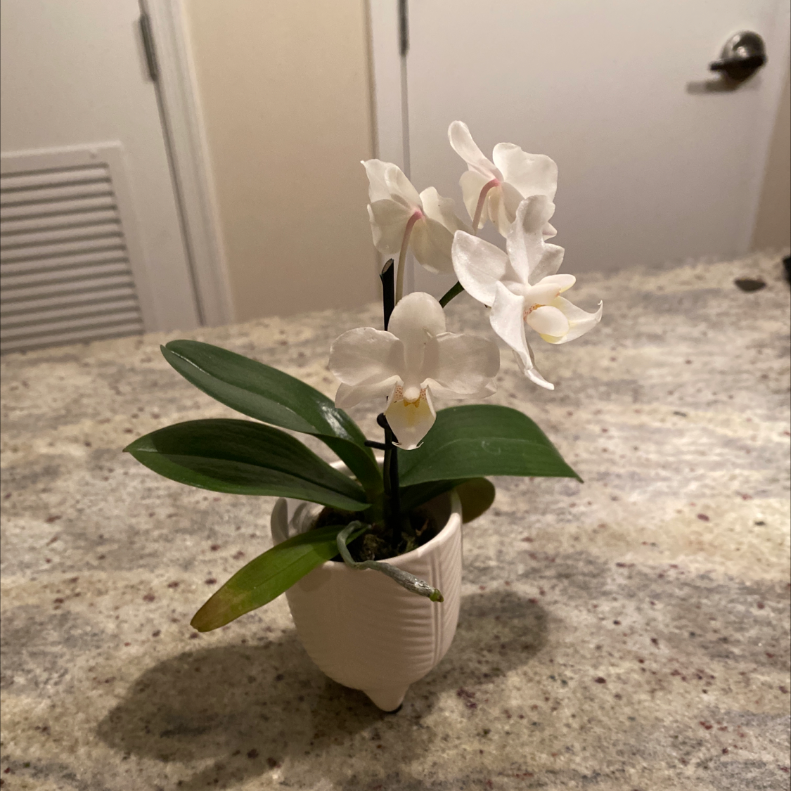 Potted Noble Dendrobium orchid with white flowers and green leaves on a countertop.