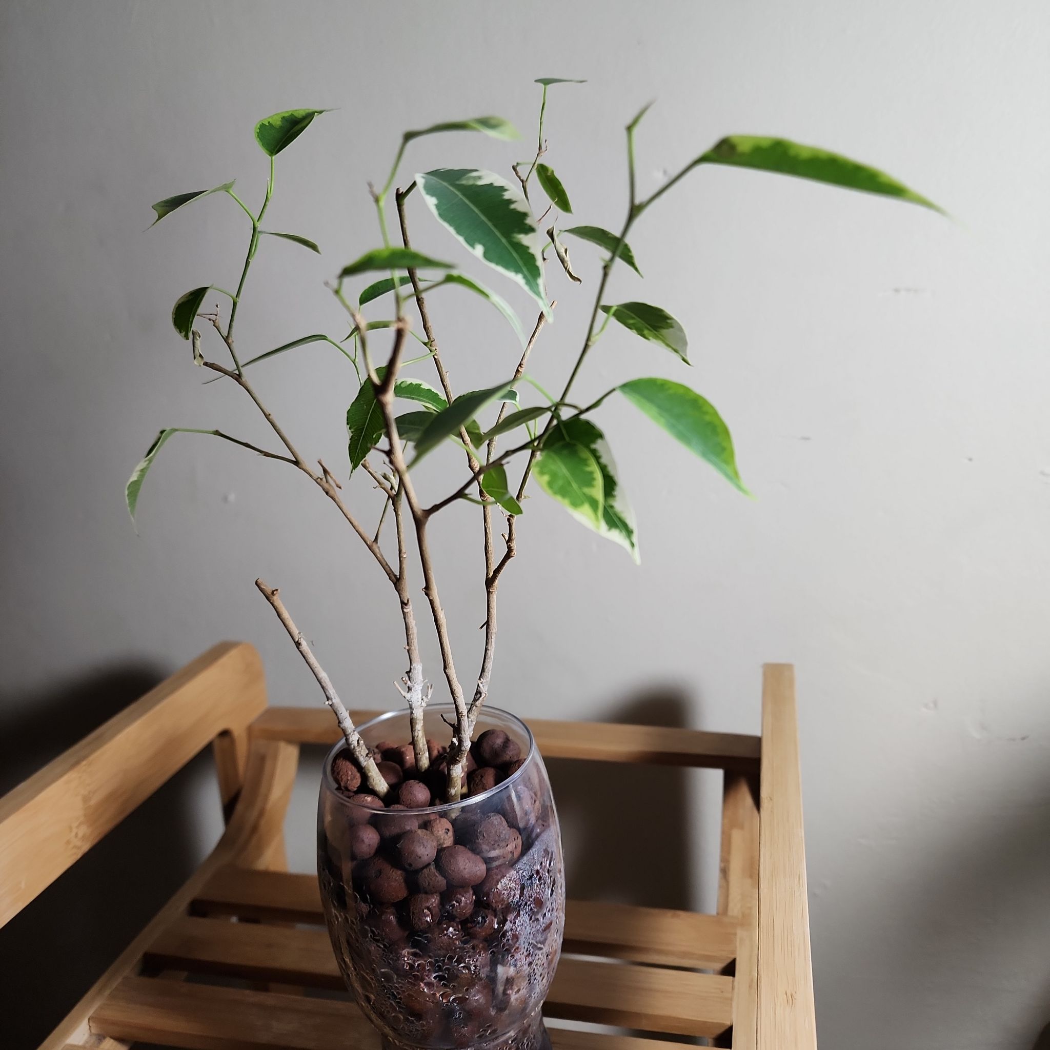 Photo of the plant species Weeping Fig by @CentralRambutan named Eva on Greg, the plant care app
