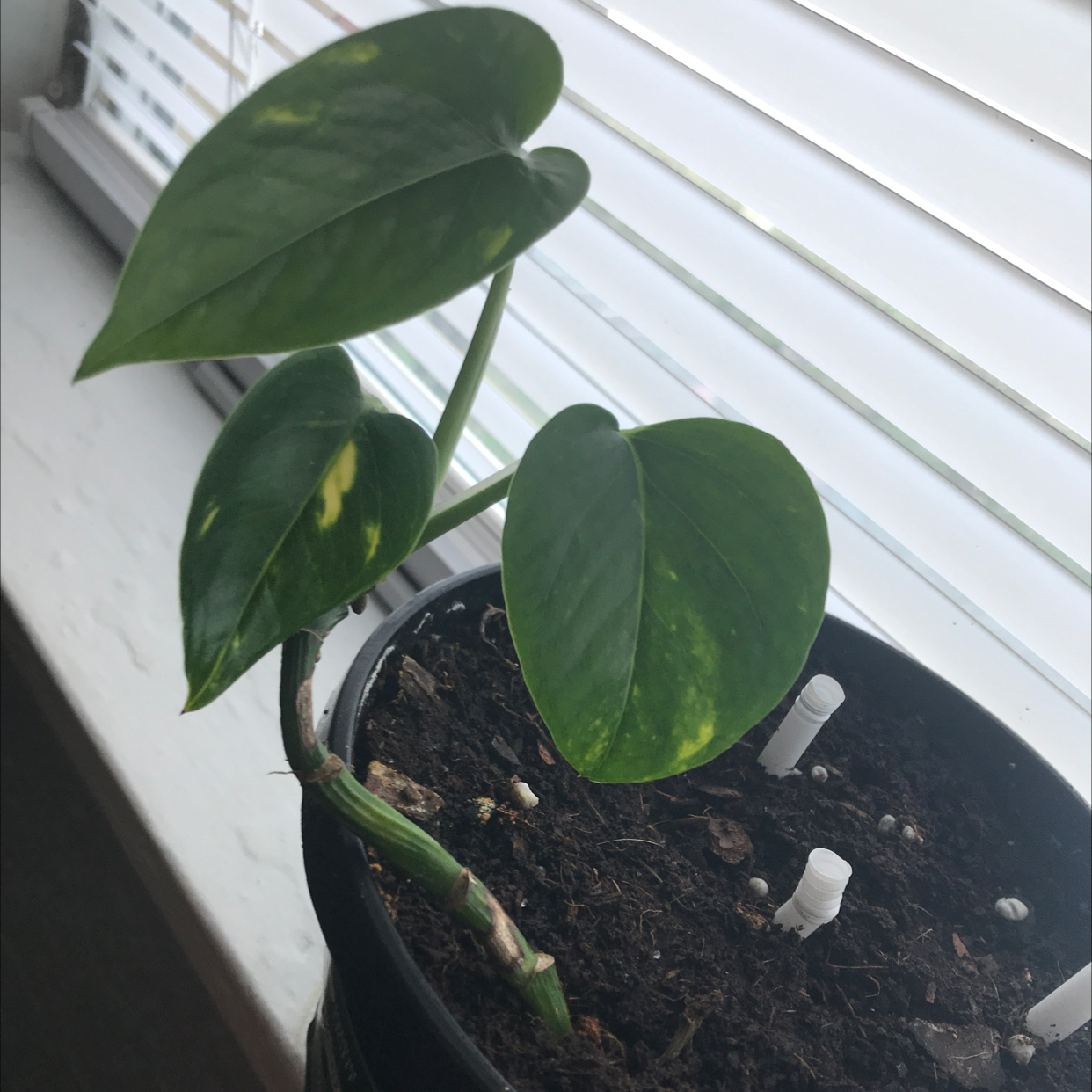 Taro Vine plant photo by @Plantparent named Lime on Greg, the plant care app.