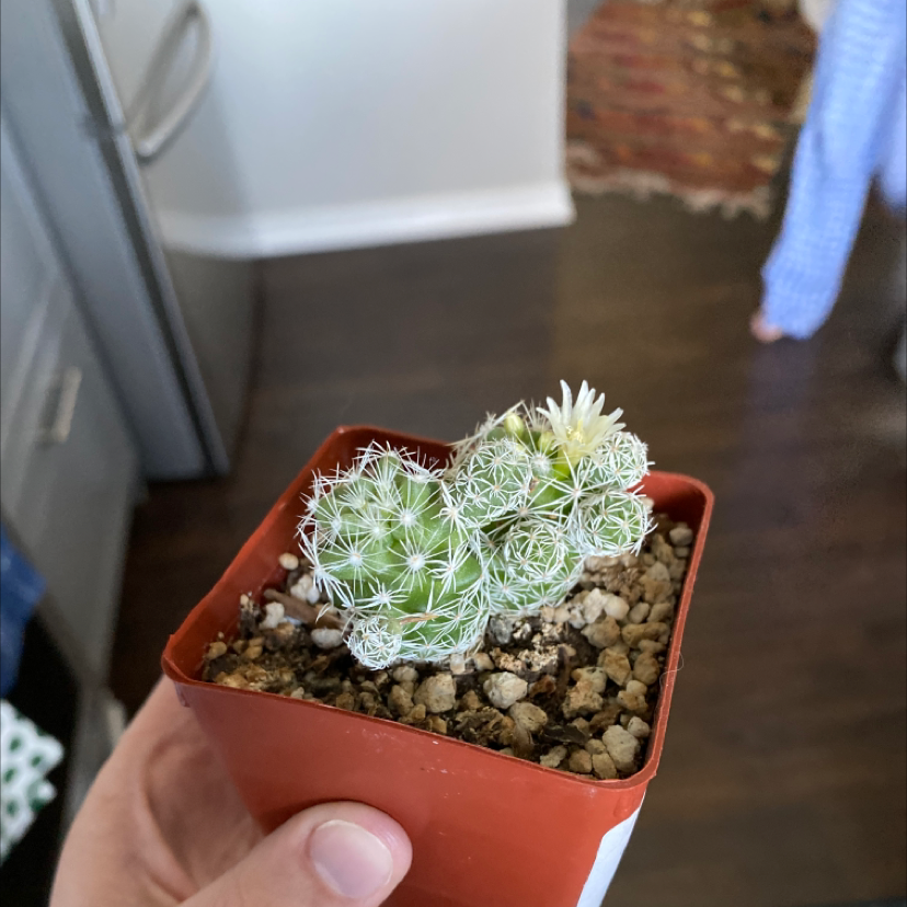 Thimble Cactus in a small pot with visible soil and a small flower.