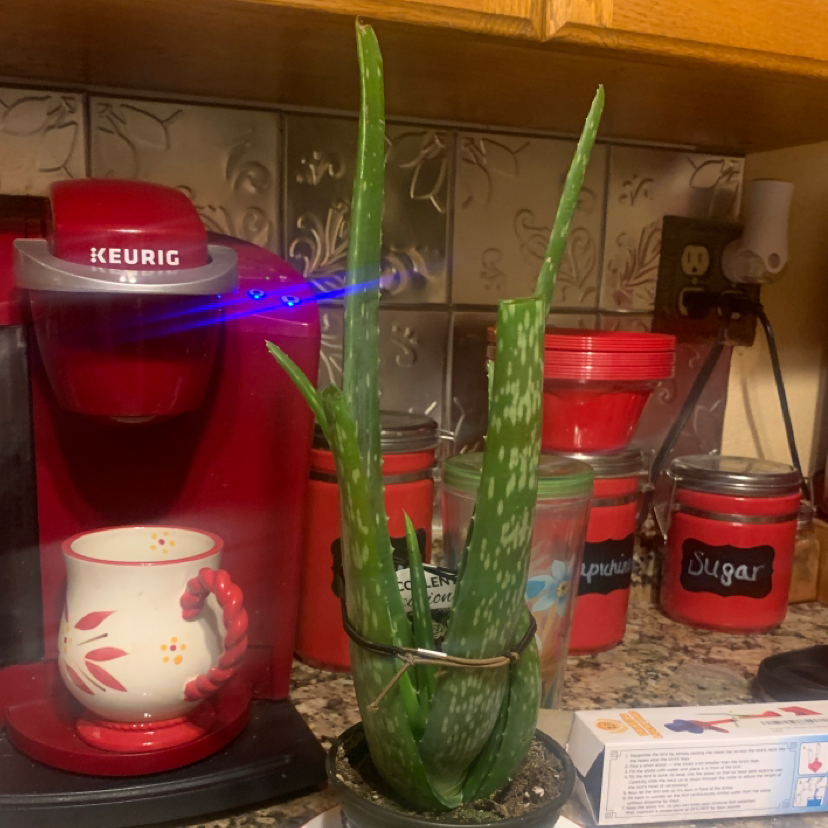 Aloe vera plant photo by Aubrey named Delilah on Greg, the plant care app.