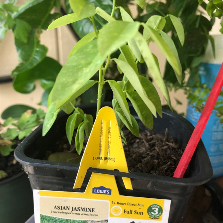 Photo of the plant species Styphnolobium japonicum by Meghan named jazzy on Greg, the plant care app