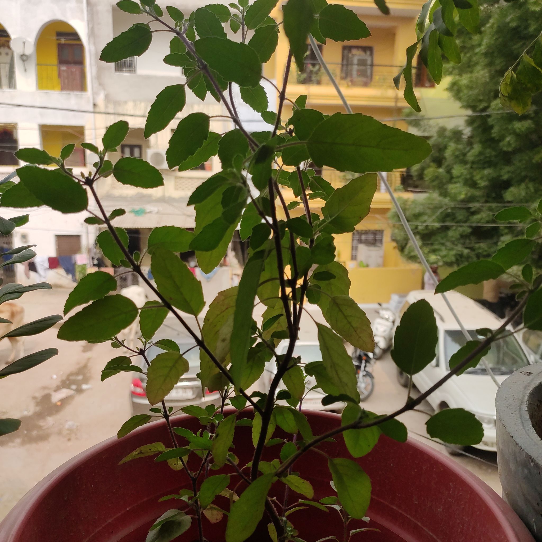 Potted Holy Basil (Tulsi) plant with some yellowing leaves in an urban outdoor setting.