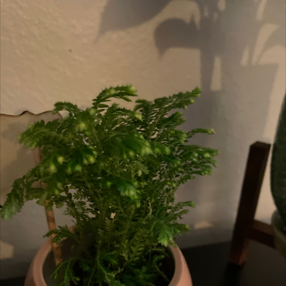 Club Moss plant photo by @Jennis named Sample on Greg, the plant care app.