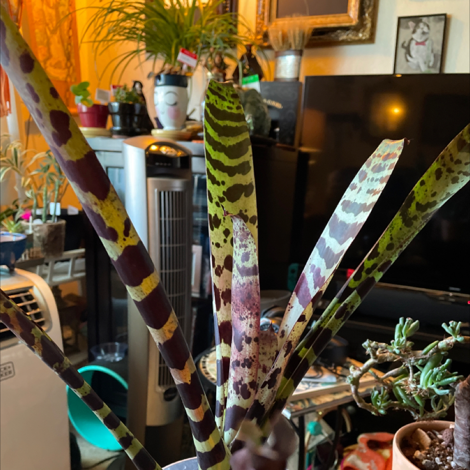 Flaming Sword Bromeliad with striped leaves indoors, other plants in background.