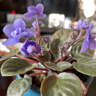 African Violet plant in Portland, Oregon