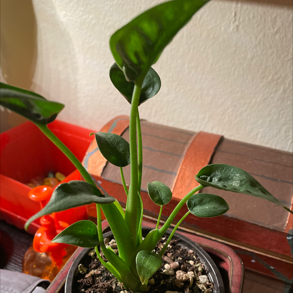 Healthy Tiny Dancer plant in a pot with visible soil and dark green leaves.