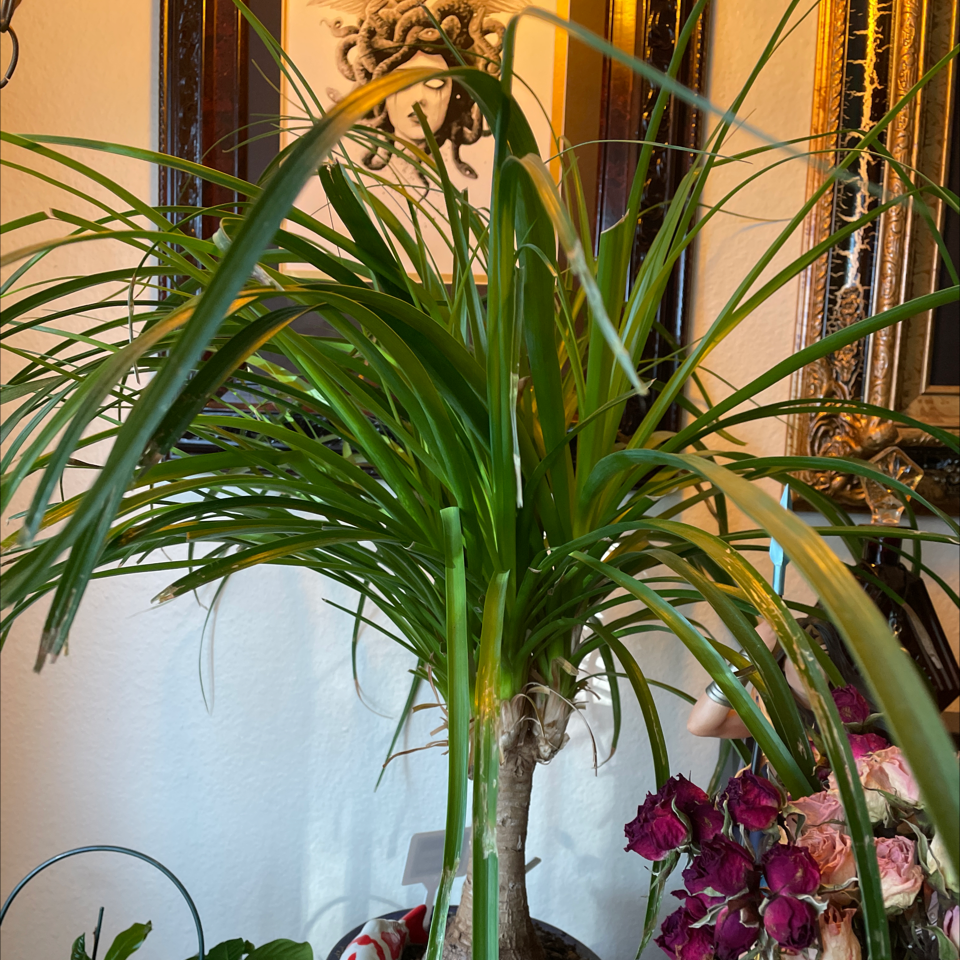 Ponytail Palm plant photo by @Jennis named Philomena on Greg, the plant care app.