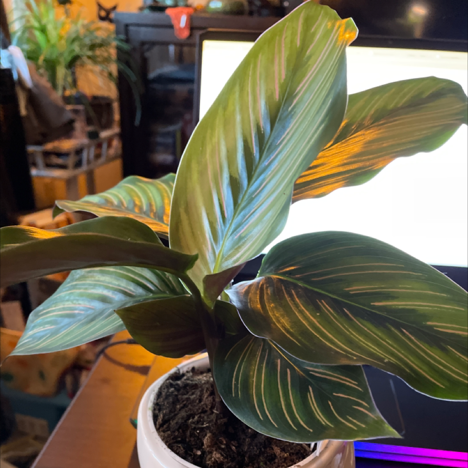 Calathea 'Beauty Star' plant with vibrant leaves in a white pot, well-framed and in focus.