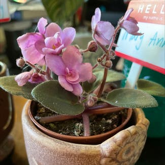 Kenyan Violet plant in Portland, Oregon