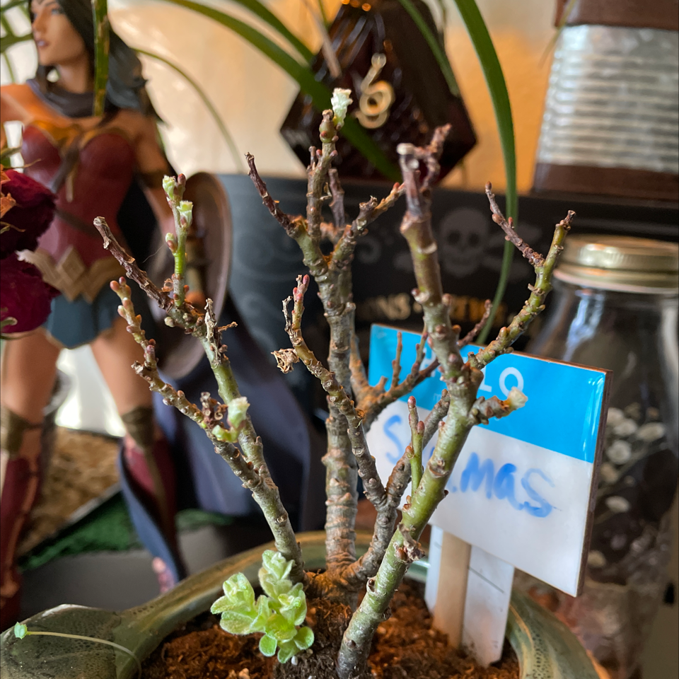 Boyd's Willow plant photo by @Jennis named Seamus on Greg, the plant care app.