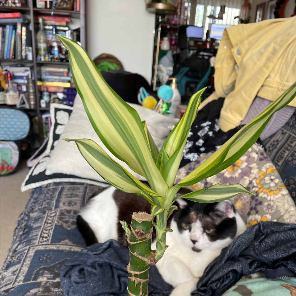 Dracaena 'Sted Sol Cane' plant with green and yellow striped leaves, a cat in the background.