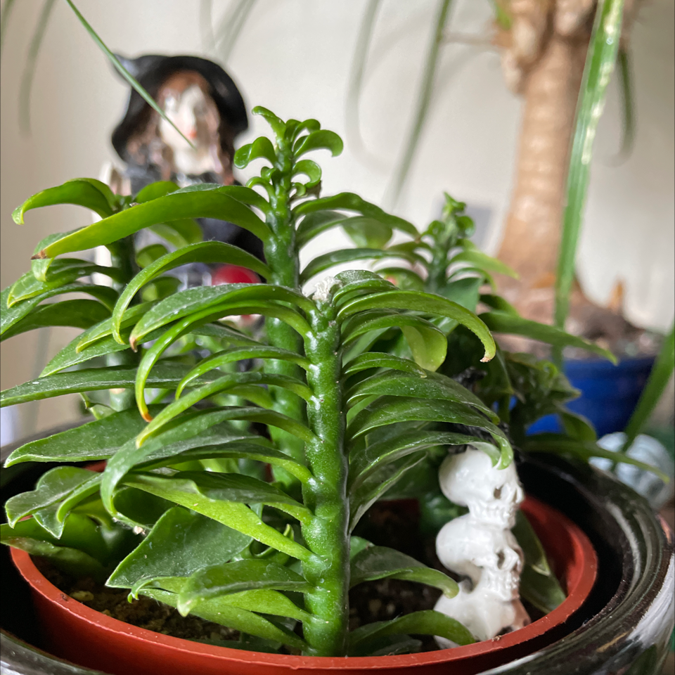 Japanese Poinsettia plant photo by @Jennis named Mary Ann on Greg, the plant care app.