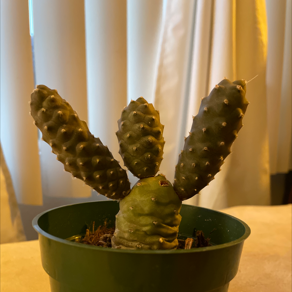 Pine Cone Cactus in a green pot, well-framed and healthy.