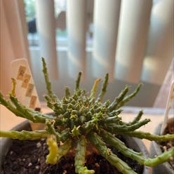 Medusa's Head plant