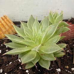 Graptoveria 'Silver Star' plant