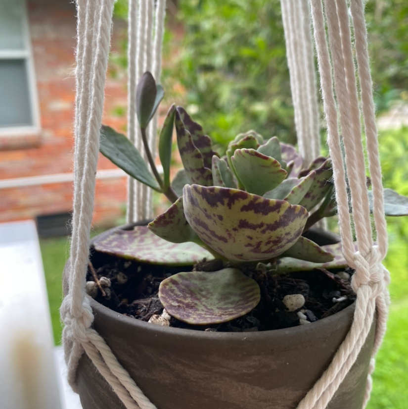 Why Are My Kalanchoe humilis Leaves Curling?