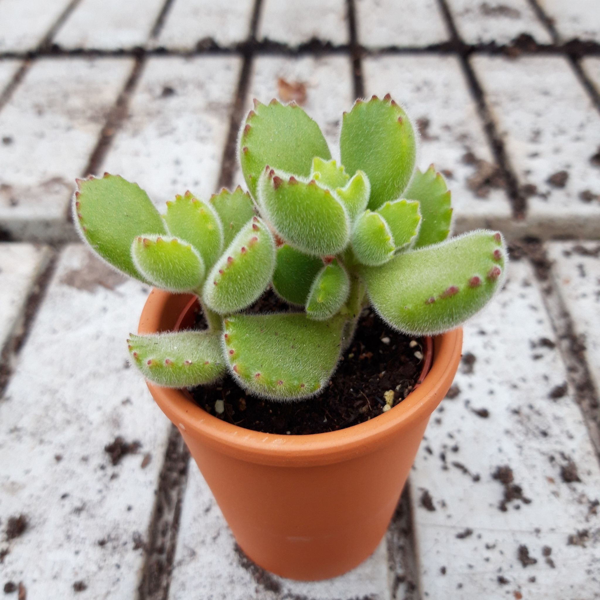 Photo of the plant species Bear's Paw by @MeekBalsamfir named Scarlett on Greg, the plant care app