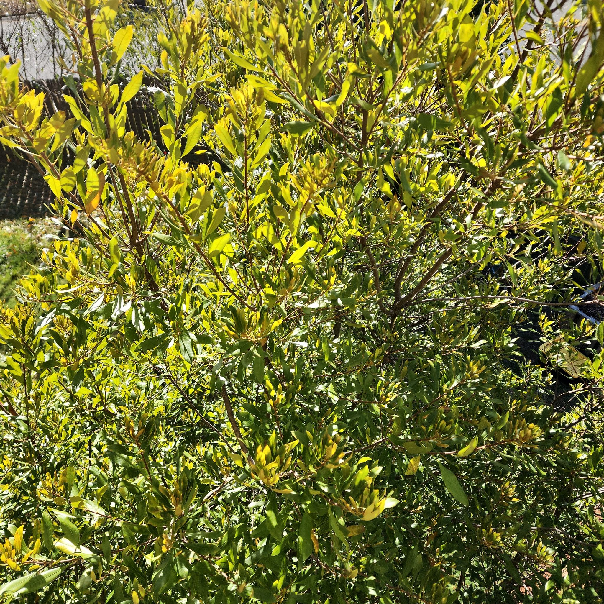 Plant care for California Bayberry on Greg, the plant care app