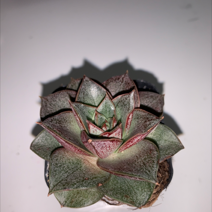 Echeveria purpusiorum succulent with green leaves and red tips in a small pot.
