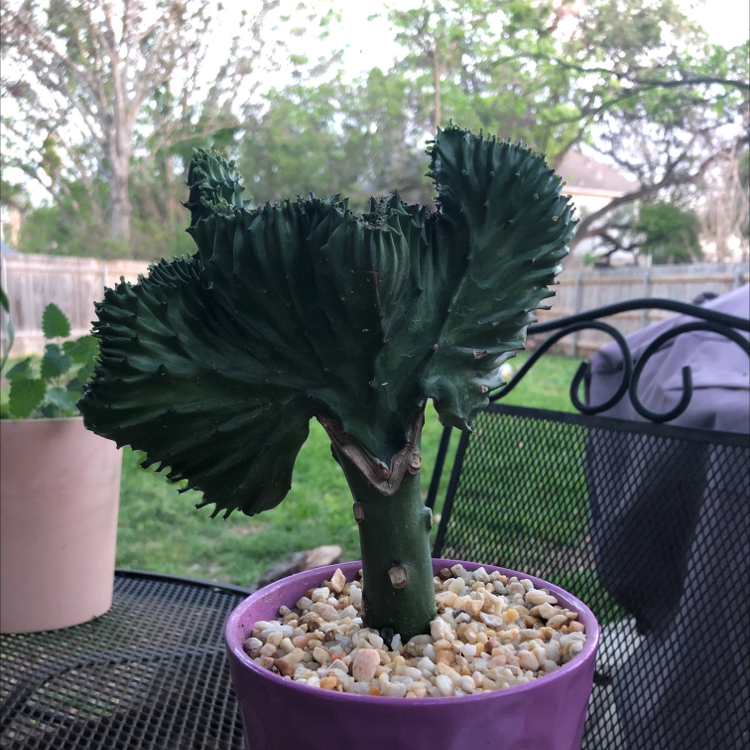 Crested Elkhorn plant photo by Olivia named euphoria on Greg, the plant care app.