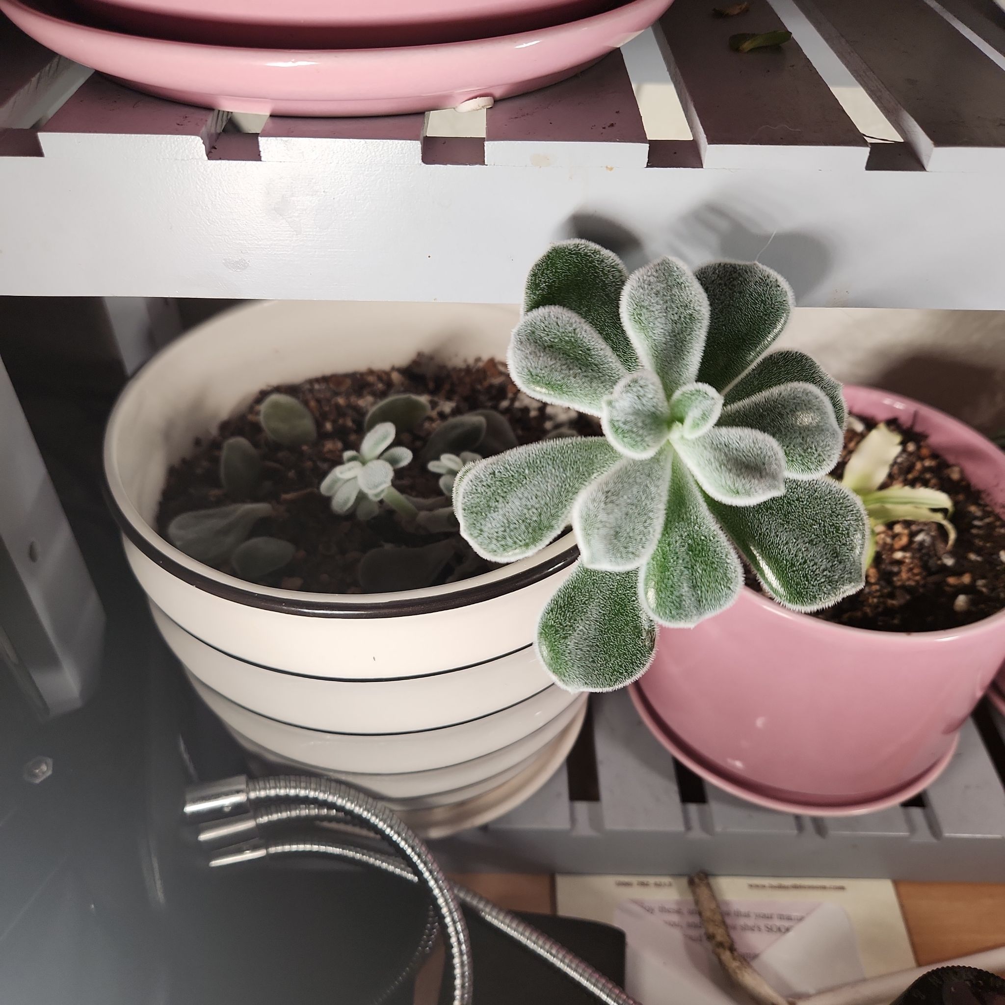 Photo of the plant species Woolly Rose by @LuxuryLimetuff named Bonnie on Greg, the plant care app