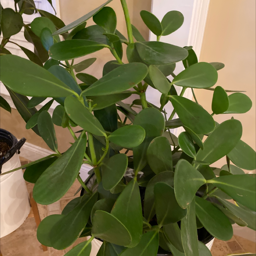 Healthy Autograph Tree with vibrant green leaves.
