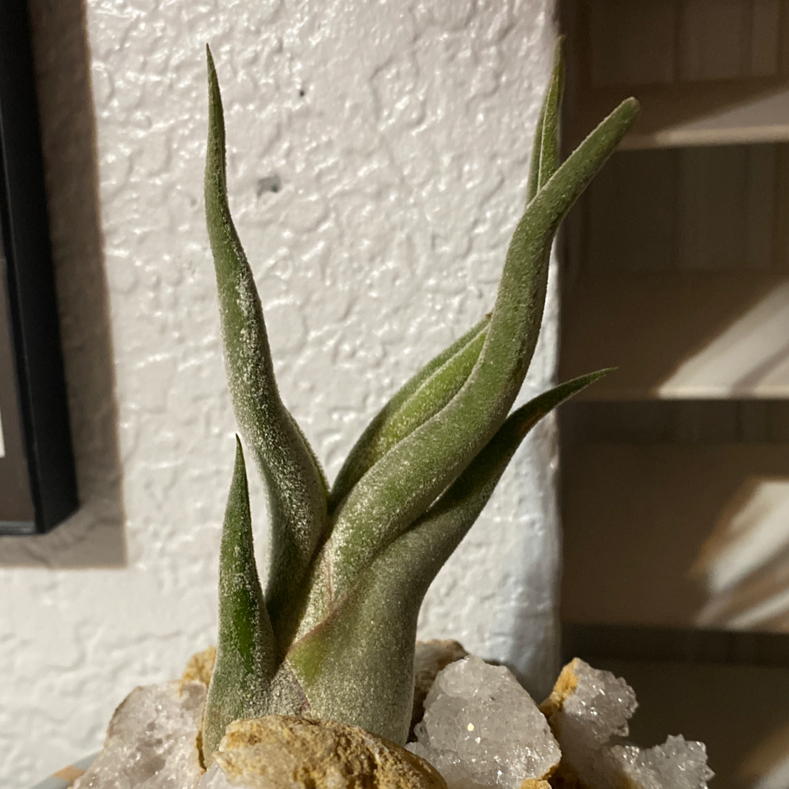 Medusa Head Air Plant plant photo by @lettuce named Joon on Greg, the plant care app.