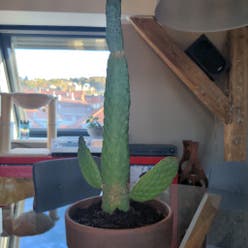 Woolyjoint Prickly Pear plant