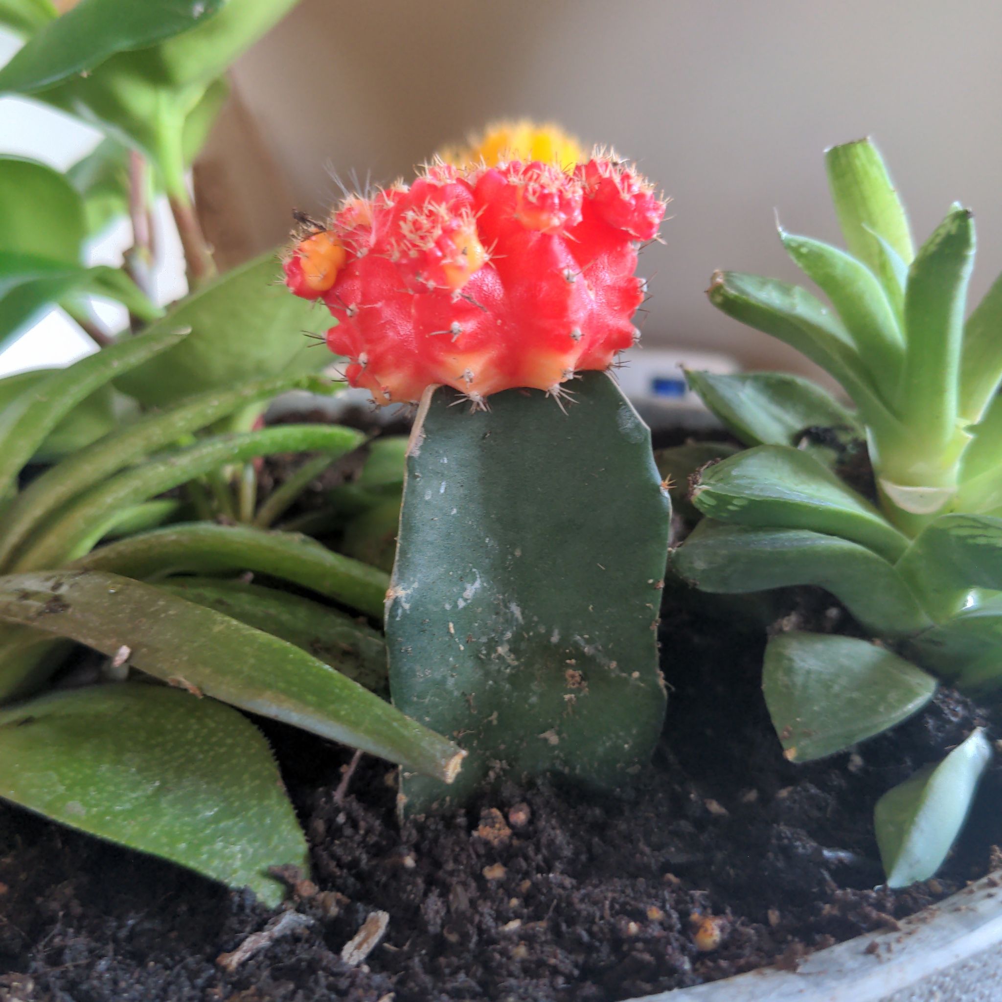 Photo of the plant species Moon Cactus by @GoldPlanera named Pinky on Greg, the plant care app