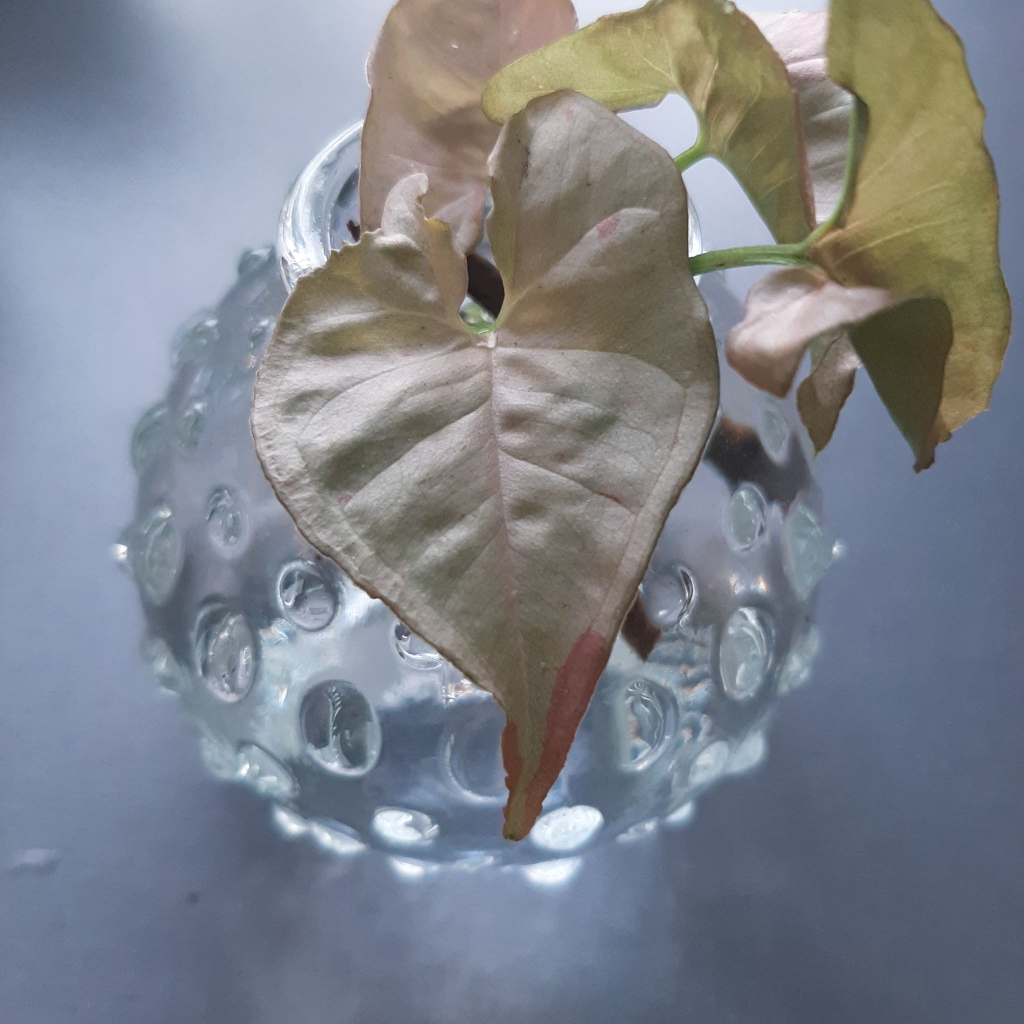 Pink Arrowhead Vine plant with discolored leaves in a glass container.