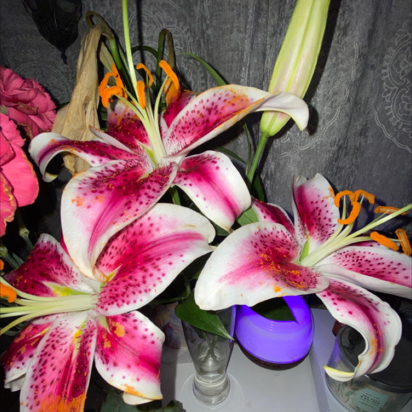 Tiger Lily plant with vibrant pink and white flowers in a vase.