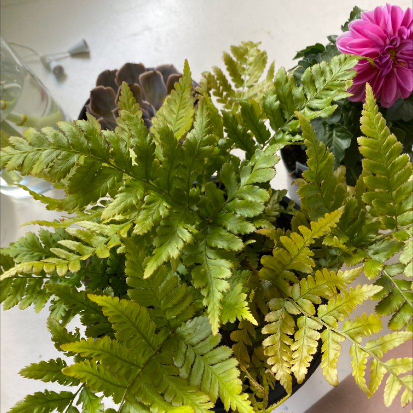Leatherleaf Fern with some yellowing leaves, other plants in the background.