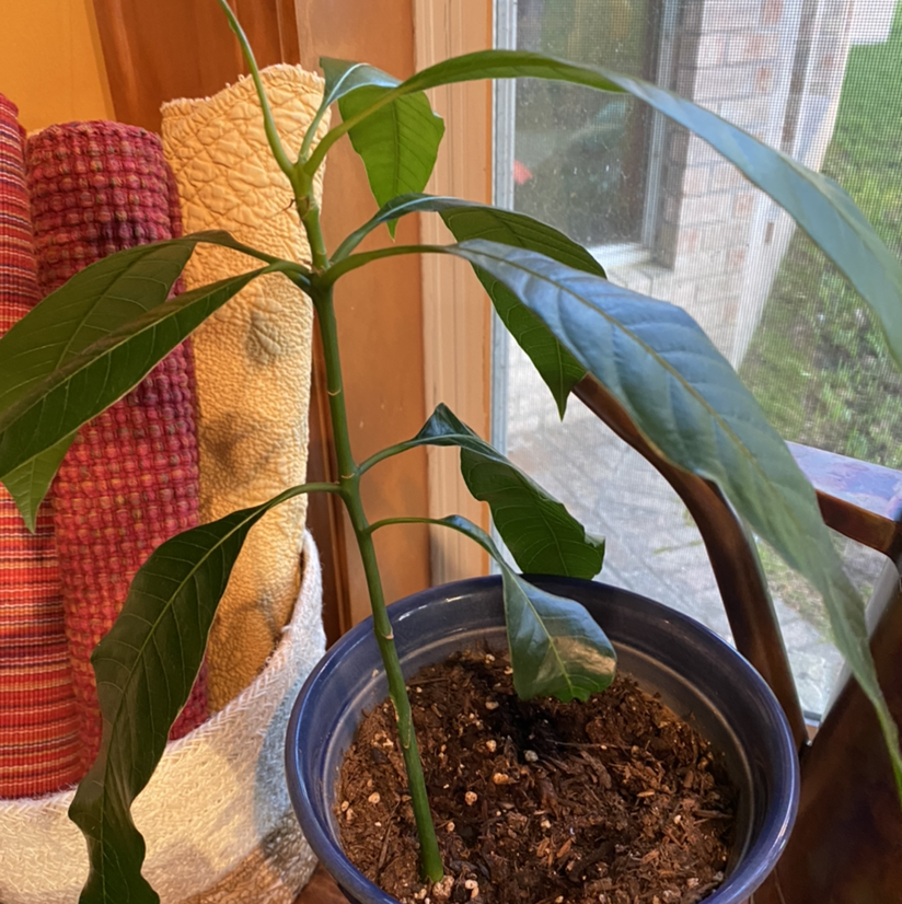 Healthy young mango tree with glossy green and red leaves growing indoors in a pot, soil surface visible.