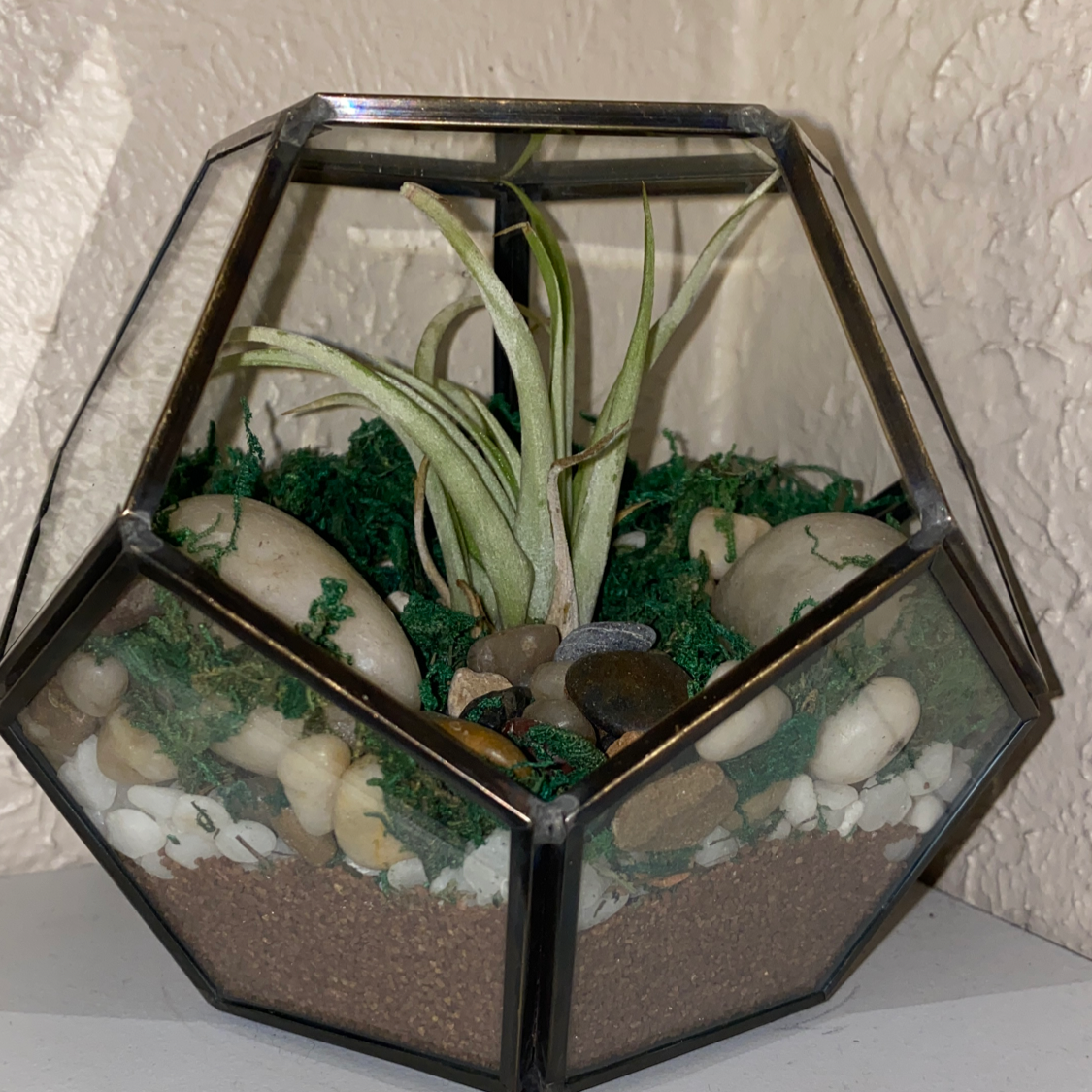 Tillandsia Erubescens plant in a geometric terrarium with rocks and moss.