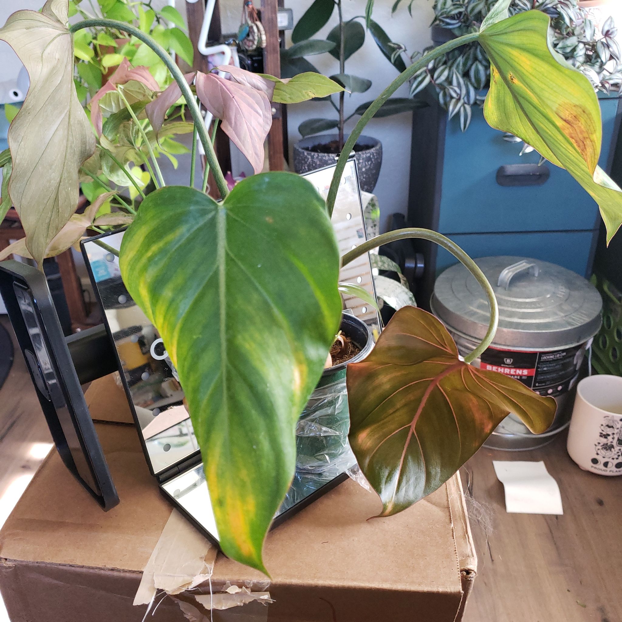 Philodendron 'Summer Glory' plant with yellowing and browning leaves, placed indoors.