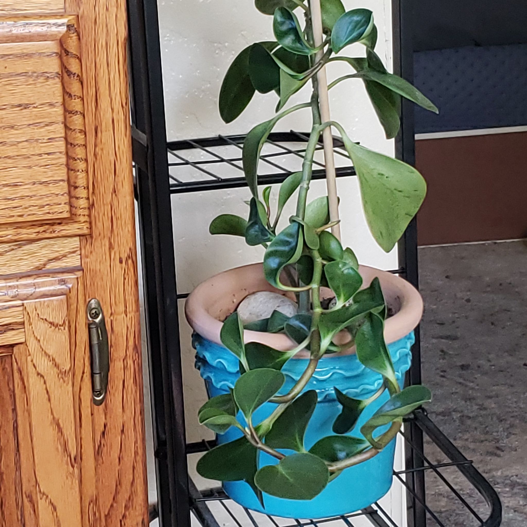 Marble Peperomia plant in a blue pot on a metal shelf, appears healthy.