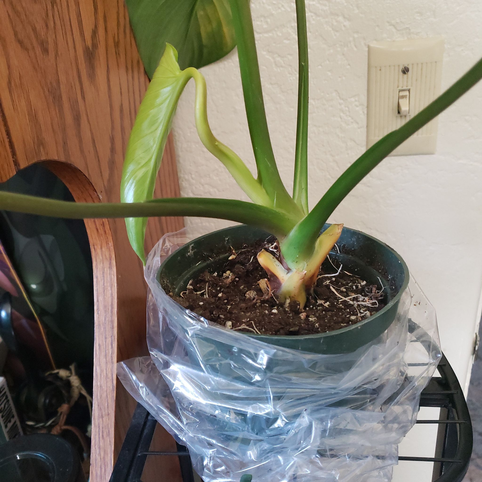 Homalomena 'Emerald Gem' plant in a pot with visible soil and some yellowing on one leaf.