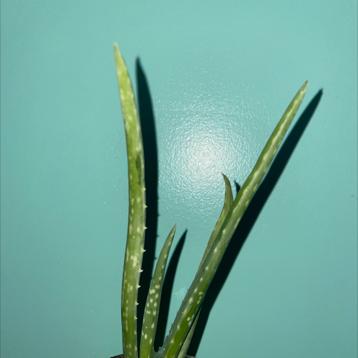 Aloe vera plant photo by @Poofball53 named Beef jerky on Greg, the plant care app.