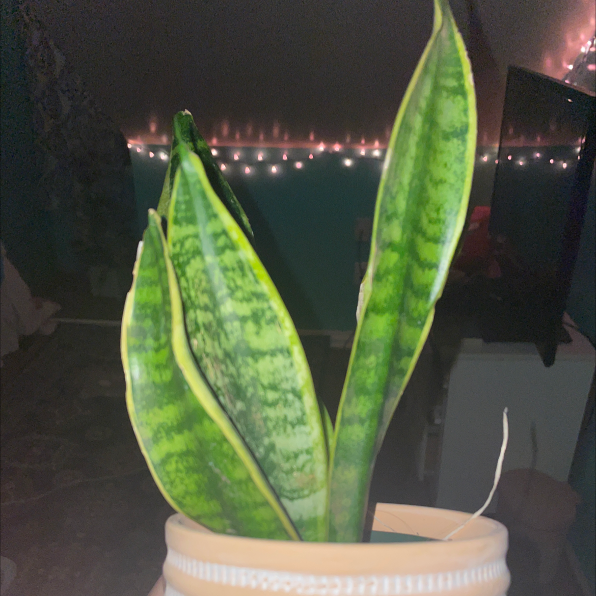 Snake Plant plant photo by @Poofball53 named Pope on Greg, the plant care app.