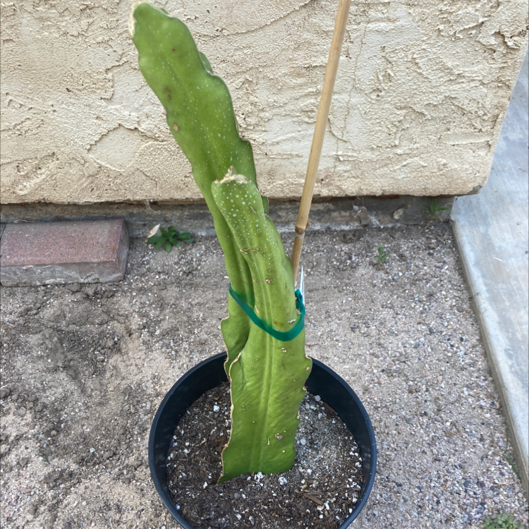 Dragonfruit plant in a pot with visible soil and a supporting stake. Some leaf browning is present.