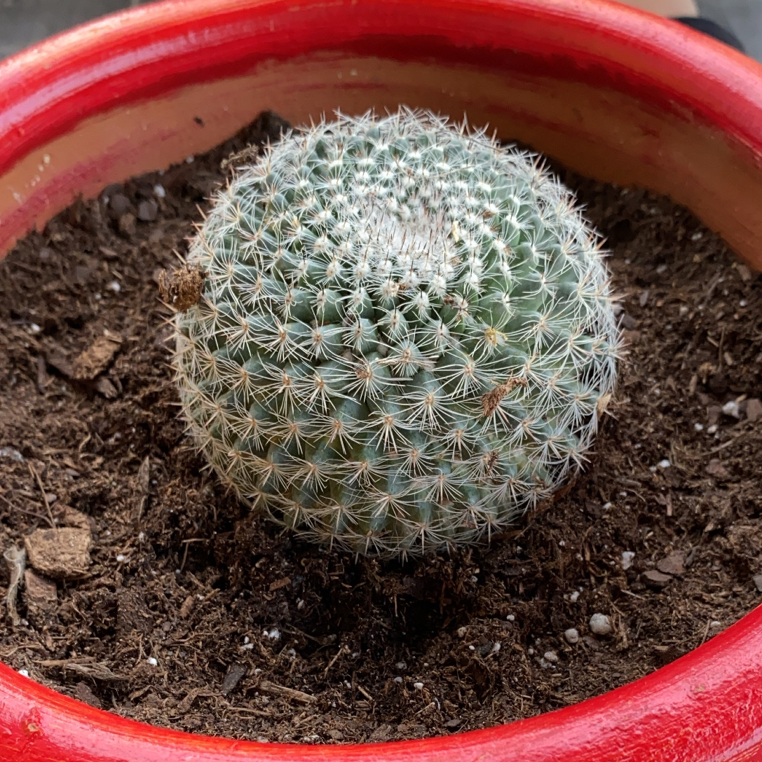 Mammillaria Haageana cactus in a red pot with visible soil.
