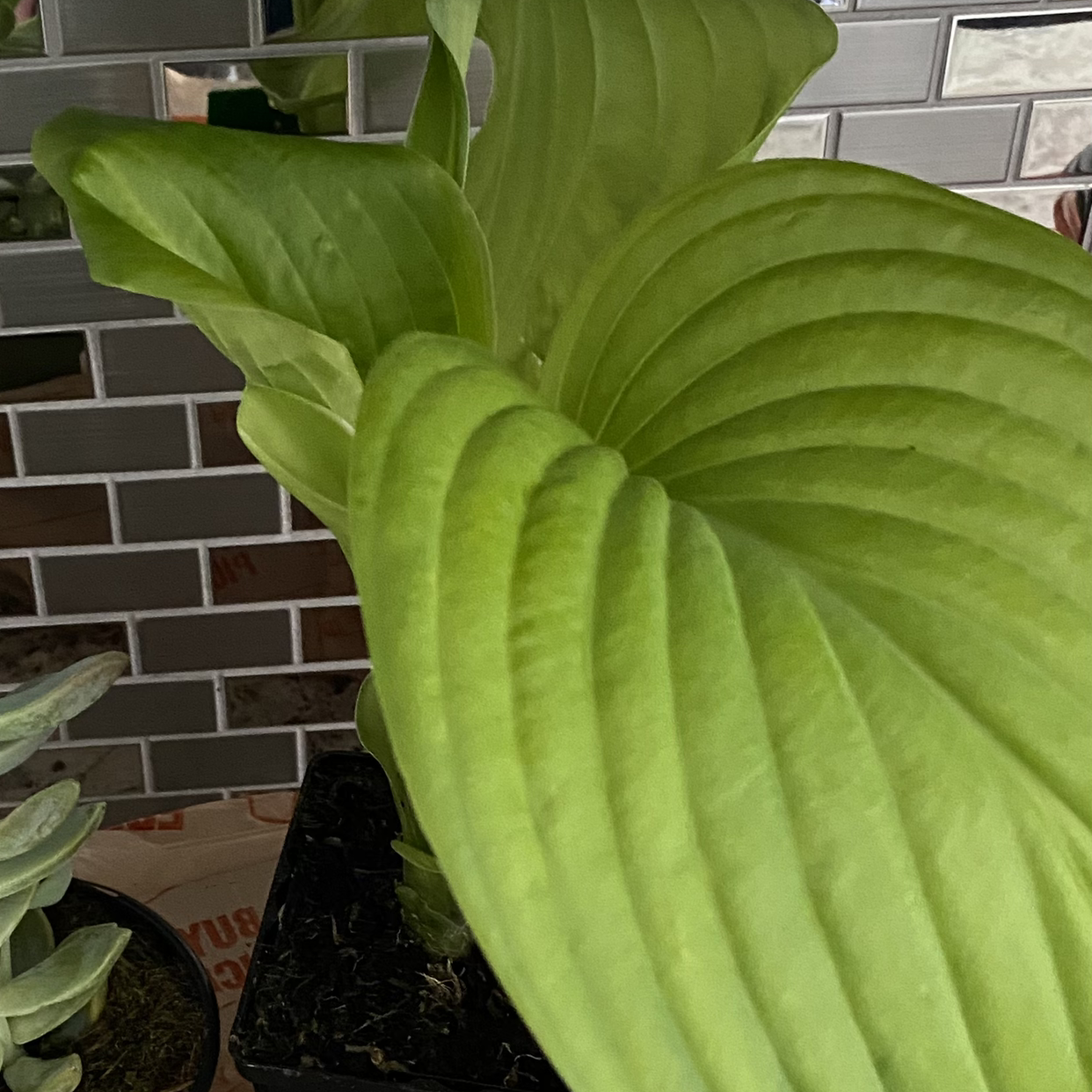 Siebold's Plantain Lily with large, green, ribbed leaves. Background includes a tiled surface and another plant.