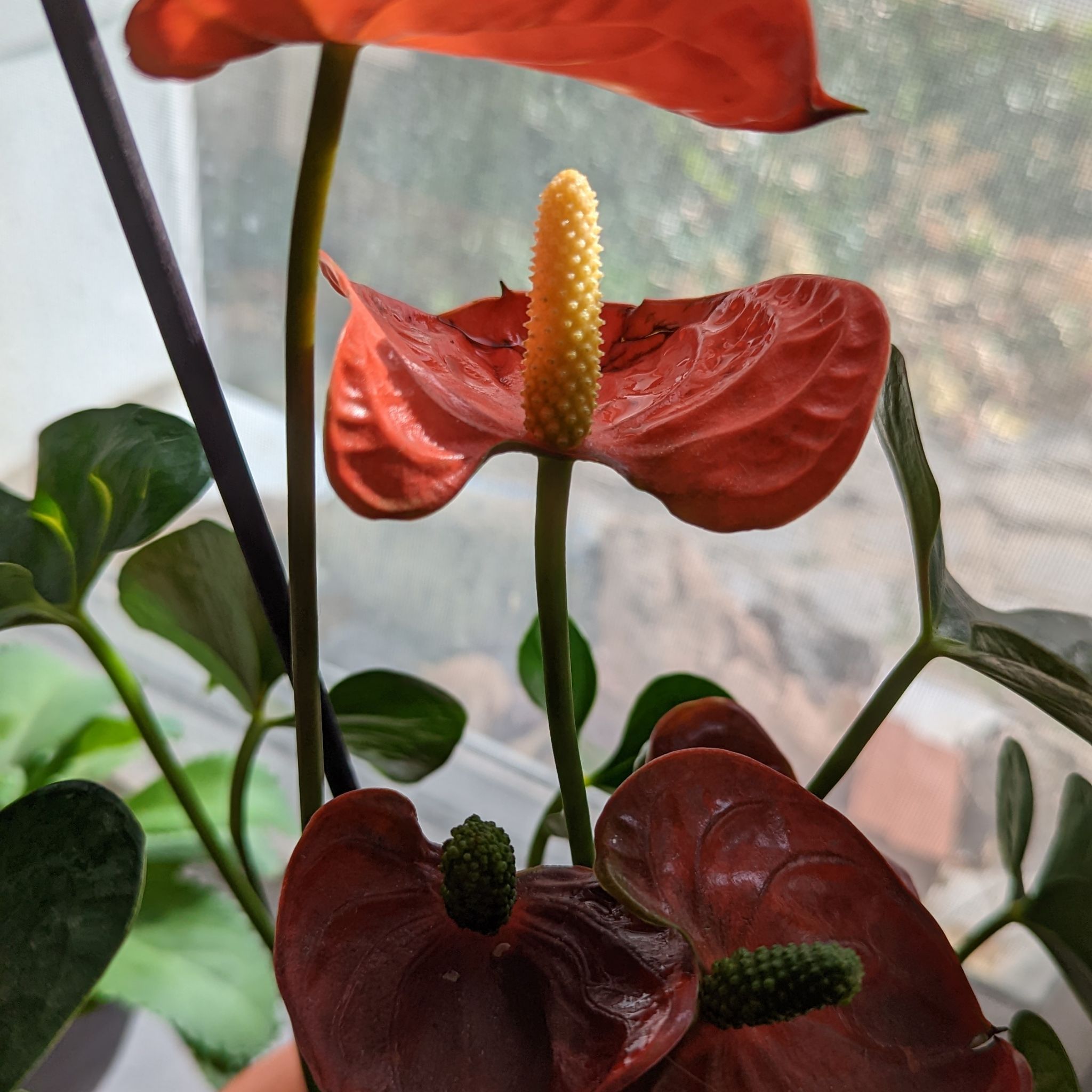 Photo of the plant species Painter's Palette by @WinSweetsop named Flamingo on Greg, the plant care app