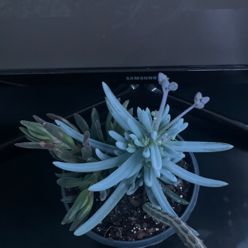 Narrow-Leaf Chalk Sticks plant in a pot with visible soil, well-framed and healthy.